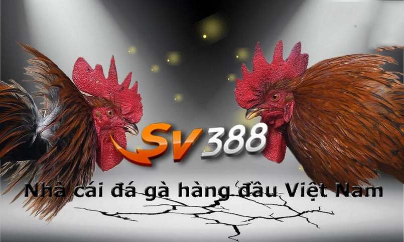 Tôi cần làm gì để đăng ký, nạp tiền và rút tiền tại một sòng bạc hạng Betvip? - Betvip